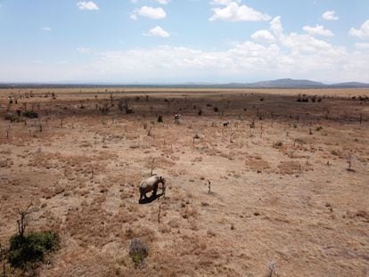 Varios elefantes deambulan por una zona del Ol Pejeta que fue invadida por las hormigas leonas, que dejaron a las acacias a merced de los paquidermos.