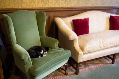 'Palmerston', el cazarratones oficial de la Foreign and Commonwealth Office (FCO) en Londres, falta a sus obligaciones durmiendo sobre un sofá.
