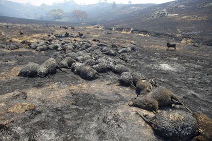 Ovejas calcinadas permanecen en el suelo tras el incendio que ha arrasado la zona en Bookham (Australia) el 9 de enero de 2013.