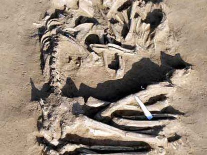 Los esqueletos unidos en un abrazo hallados en Mantua (Italia).