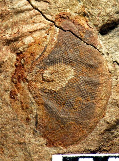 Ojo fósil de un predador activo descubierto en el yacimiento Emu Bay (sur de Australia).