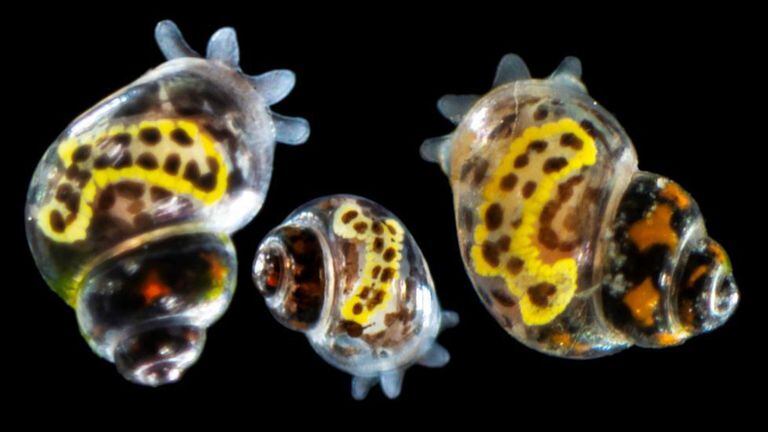 'Rissoella salasae', el nuevo caracol marino descubierto en Lanzarote y bautizado en honor a Margarita Salas.