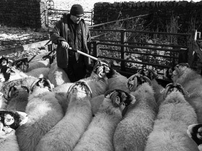 Un granjero lee identificadores electrónicos colocados en las ovejas con un bastón habilitado para ello.