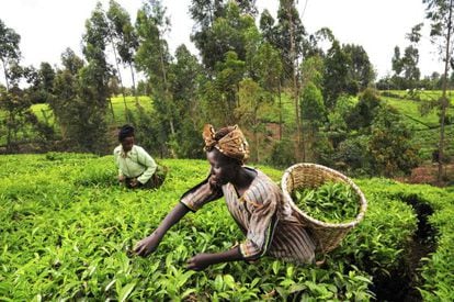 Recolectoras de t&eacute; en la regi&oacute;n Mount Kenia.