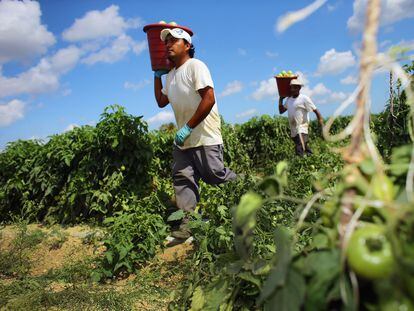 Los trabajadores cargan cubos de tomates mientras los cosechan en los campos agrícolas.