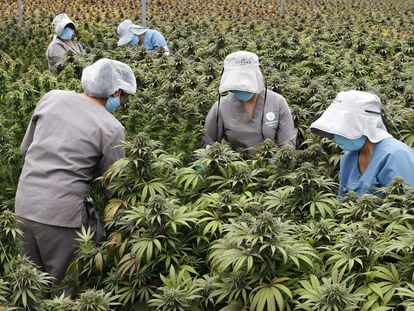 Trabajadoras cuidan plantas de cannabis en el vivero de la empresa Clever Leaves, el 1 de julio de 2021 en Pesca, departamento de Boyacá (Colombia).
