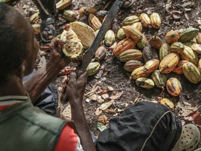 Un agricultor ghan&eacute;s abre la fruta del cacao para extraer los granos.  