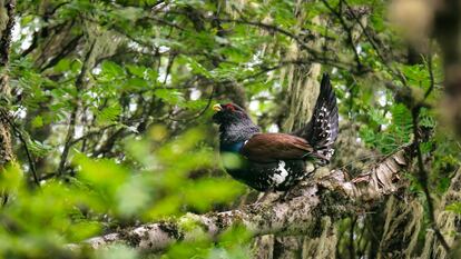 Macho de urogallo durante el ritual de celo en un cantadero cantábrico, en el Alto Sil (León) este mayo.