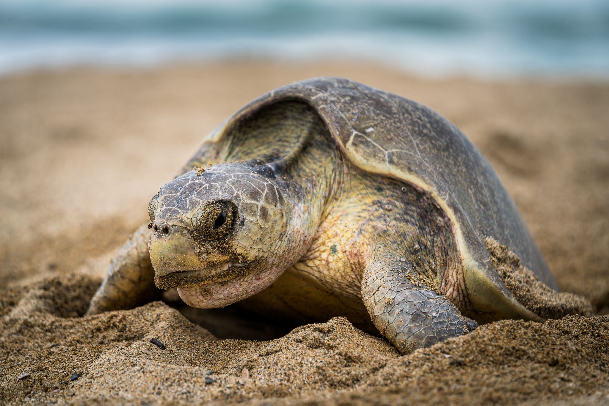 Playa Viva es un refugio seguro de para 3 especies de tortugas marinas de gran importancia a nivel mundial en donde se recopila información sobre sus patrones de anidación y sus períodos de eclosión.