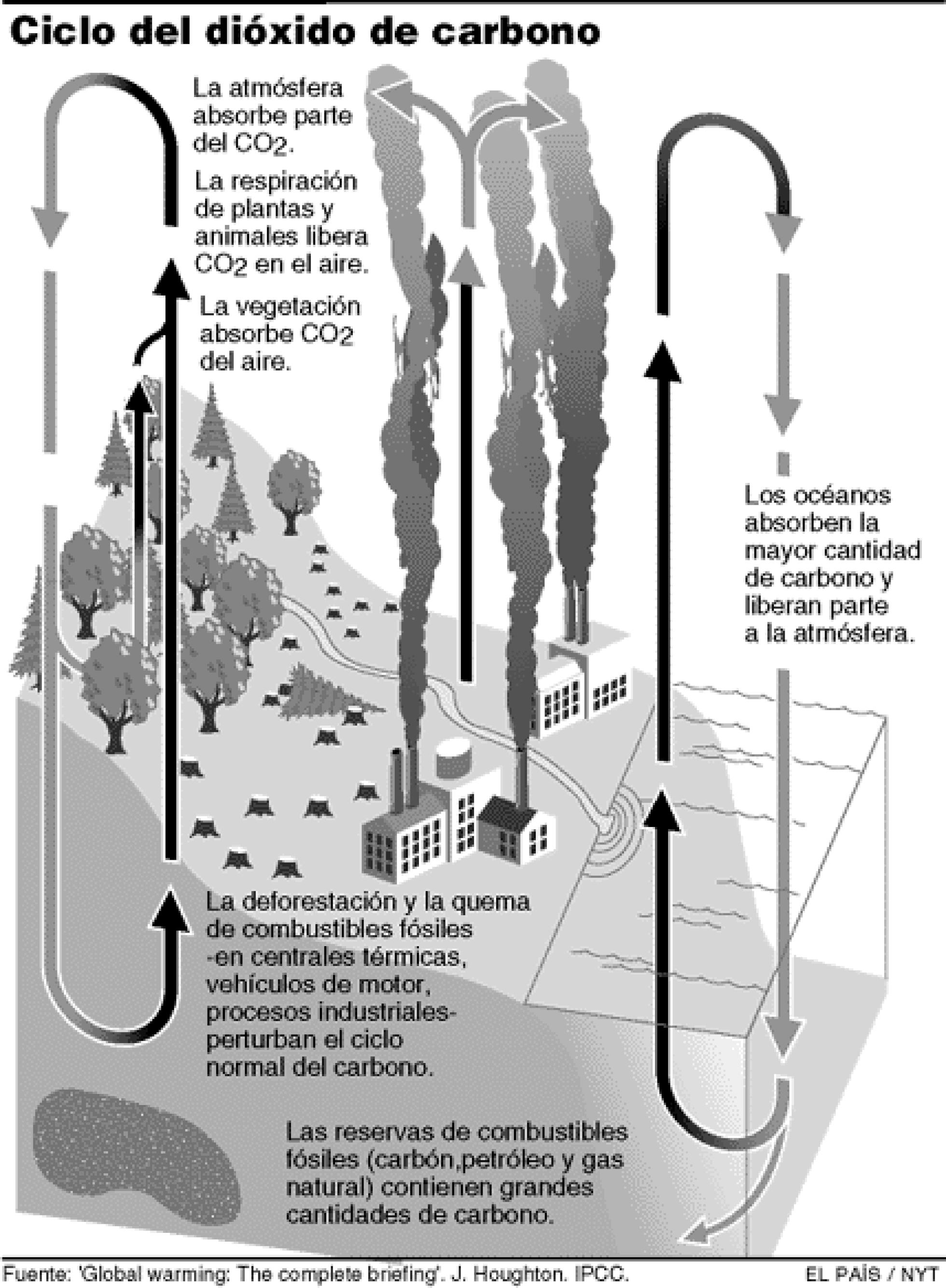 Ciclo Del Dióxido De Carbono Internacional El PaÍs 3422