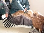 Agentes del Servicio de Protección de la Naturaleza posan con el un buitre leonado, de más de dos metros.