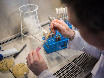 Un técnico de laboratorio examina una muestra de 'Candida auris'.