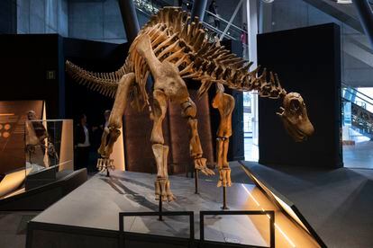 El dinosaurio 'Brachytrachelopan mesi', en CosmoCaixa.