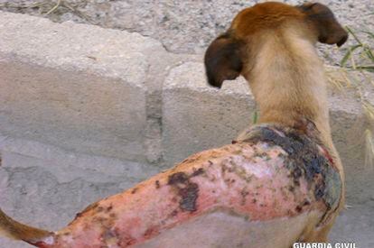 Imagen de las quemaduras que sufre el perro de Pinoso (Alicante).