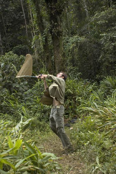 Roger Vila caza mariposas en un pasillo de migraciones de insectos del parque natural Henri Pittier, Venezuela.