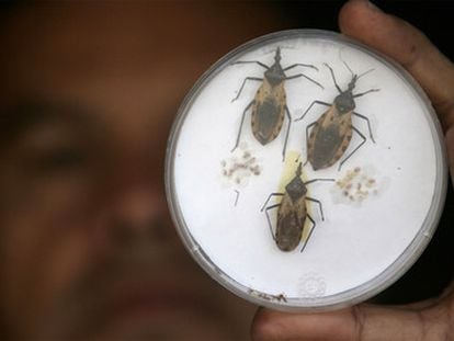 Ejemplares de 'Triatoma dimidiatas', el insecto que transmite el mal de Chagas.