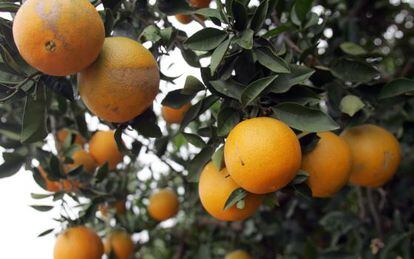 Una imagen de archivo de una plantación valenciana de naranjas.