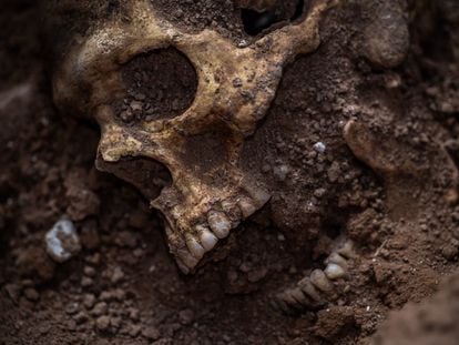Cráneo de un adulto joven exhumado en la fosa común de Belchite.