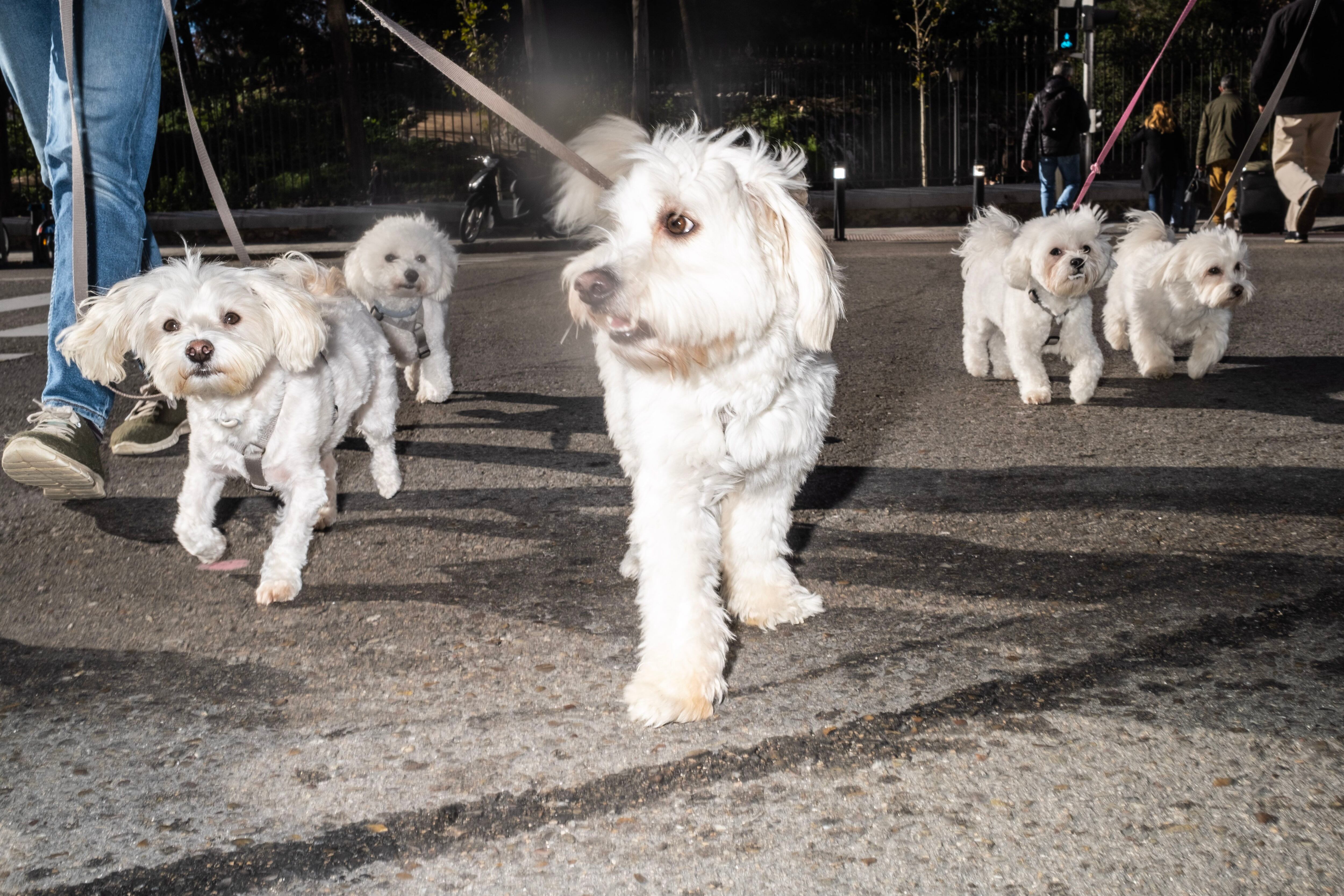 Un grupo de bichones pasean por el distrito de Retiro.