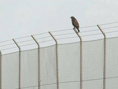 Un halc&oacute;n otea el horizonte desde la valla del aeropuerto de Castell&oacute;n, el pasado febrero.