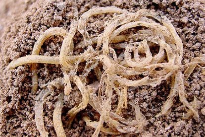 Los fideos, encima de un bol de barro con forma de cono hallado boca abajo en un yacimiento al noroeste de China.