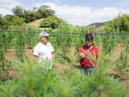 Alberto Rivera, de la cooperativa Gold Land Cannabis Medicinal, habla con el ingeniero agrónomo Jairo Aguirre en Santander de Quilichao, el pasado 5 de Junio 2022.