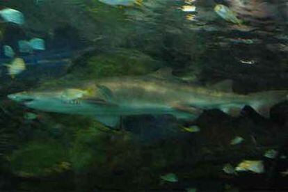 El tiburón jaquetón picoto <i>(Carcharinus altimus)</i>