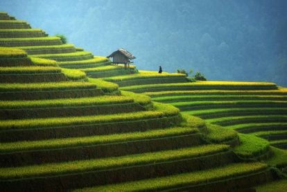 Verdes terrazas de arrozales en la comarca de Mu Cang Chai, al noroeste de Vietnam. 