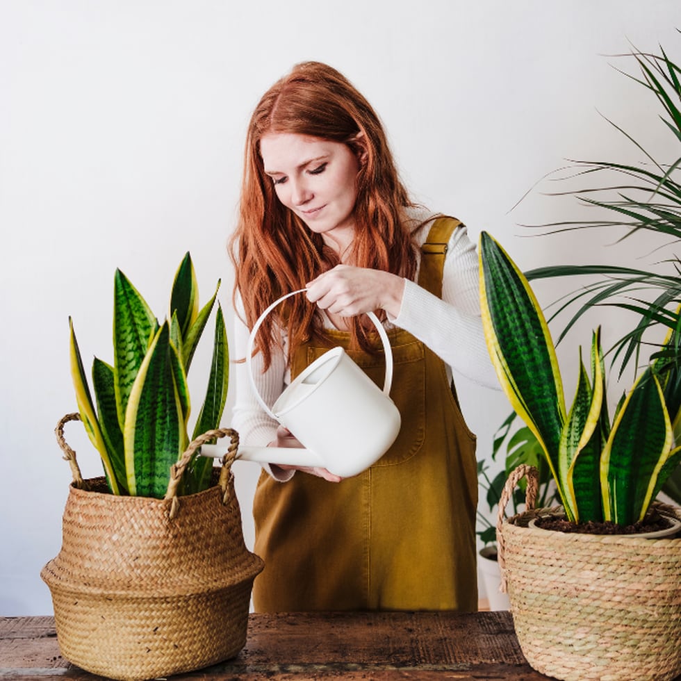 Cinco cubremacetas de mimbre ideales para decorar tus plantas y el hogar, Estilo de vida, Escaparate