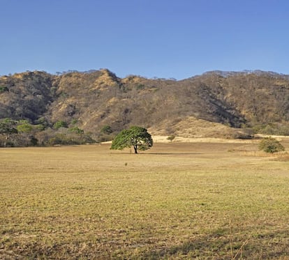 Árbol de guanacaste en Nicoya.