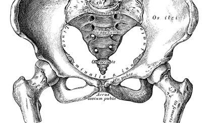 Ilustracion científica de una pelvis