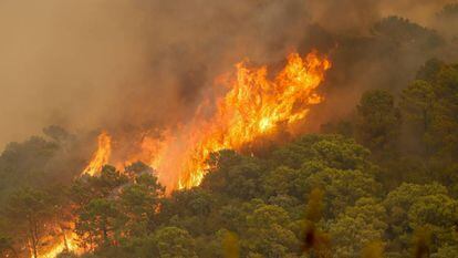 Incendio forestal de Sierra Bermeja, en Estepona (Málaga).
