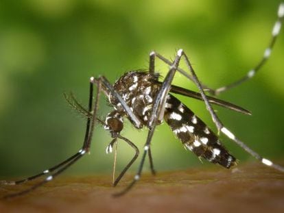Mosquito tigre, transmisor del virus de Chikungunya.