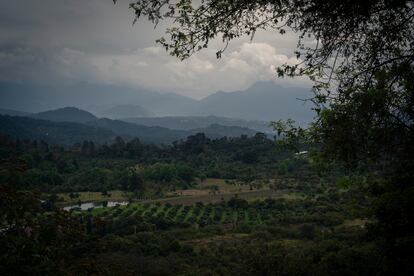 Una finca aguacatera cerca del municipio de Ocampo