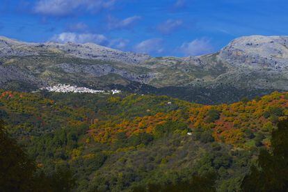 El otoño en la Sierra de las Nieves, enclavada en la parte más elevada de la comarca de la Serranía de Ronda, al suroeste de Málaga, y declarada oficialmente parque nacional el pasado verano —es el decimosexto de España—, no solo se contempla, también se escucha. A la paleta de verdes oscuros de encinas, alcornoques, pinos y pinsapos, salpicados por los amarillos y marrones de los múltiples castañares de la zona se unen, especialmente al atardecer, los sonidos de la berrea: los potentes bramidos de los ciervos macho para atraer a las hembras en celo. El bautizado como <a href="https://elviajero.elpais.com/elviajero/2019/12/19/actualidad/1576747059_796721.html" rel="nofollow" target="_blank">Bosque de Cobre</a>, compuesto por los rojizos lienzos de castañares que se extienden por la sierra (declarada reserva de la biosfera en 1995 e integrada en la Red Natura 2000), y especialmente por el vecino valle del Genal (en la foto, vista del pueblo de Cartajima), cuenta con una red de senderos bien señalizados que invitan a bucear en la escenográfica otoñada de esta comarca y, también, en la reconfortante gastronomía local que orbita, cómo no, en torno a la castaña. Más información: <a href="https://www.sierradelasnieves.es/" rel="nofollow" target="_blank">sierradelasnieves.es</a> y <a href="https://www.malaga.es/es/turismo/5621/bosque-cobre" rel="nofollow" target="_blank">malaga.es</a>