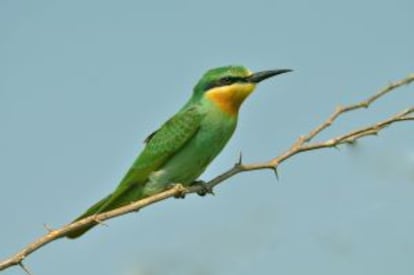 Un abejaruco esmeralda (merops orientalis) en la reserva ornitológica de Nalsarovar (India).