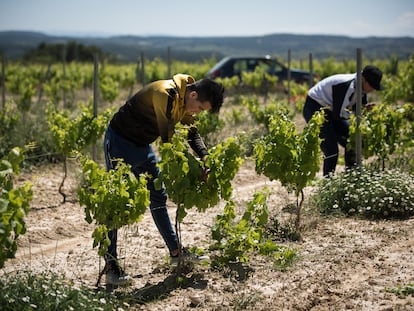 Mohammed Gheziel y Mouad Lmadani, dos jóvenes marroquíes de 18 años, trabajan en unos viñedos de Tarragona.