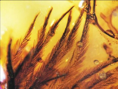 16 segmentos de pluma, conservados en ámbar (de Alberta, Canadá), de hace entre 70 y 85 millones de años.