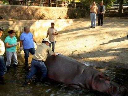 Personal del zoológico nacional, atendiendo al hipopótamo Gustavito en San Salvador.