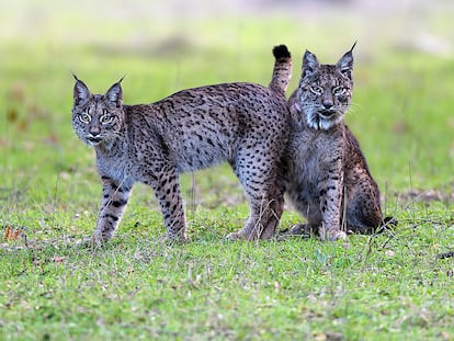 Los linces de 'Dehesa". En el vídeo, tráiler del documental.