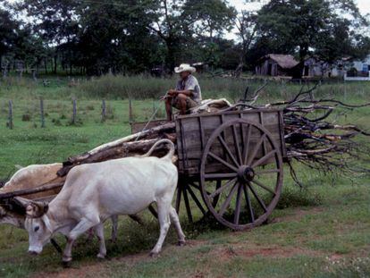 Un hombre conduce una carreta en Paraguay.