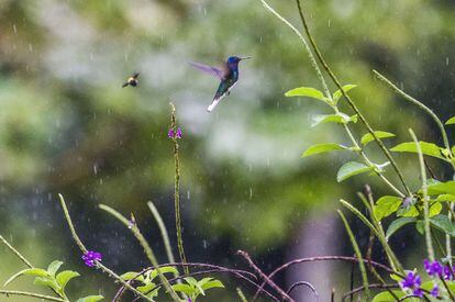 Un colibrí vuela, con su aerodinámica particular, en medio de un aguacero. Se maneja en ese trance, pero el cambio climático lo puede afectar.