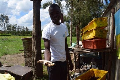 Demisse Roussoss muestra una variedad de hongo que cultiva en su granja micológica de Karen, en Nairobi, Kenia.