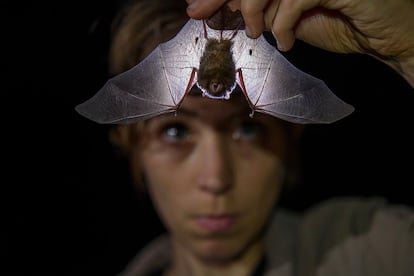 La zoóloga británica Alice Hughes examina un murciélago.