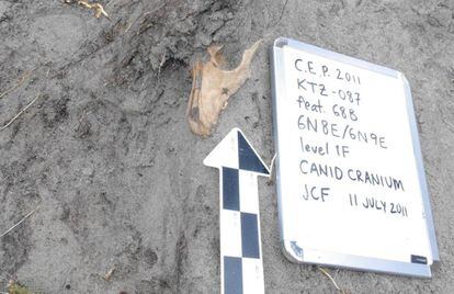 Uno de los cráneos de perro analizados hallado en un yacimiento inuit en Groenlandia.