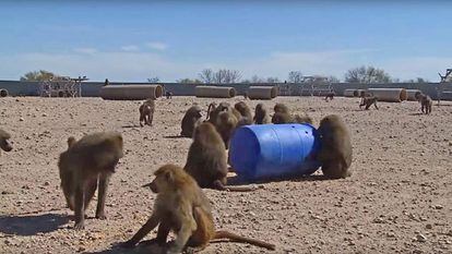 Imagen de un vídeo de cortesía cedido por el centro de investigación biomédica de Texas .