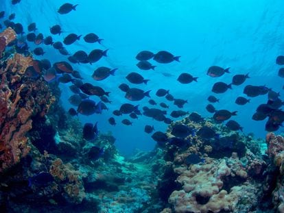 Un banco de peces en el Parque Nacional Arrecife Alacranes, en Yucatán, México.