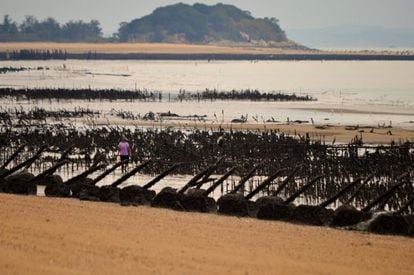 Una mariscadora recoge ostras en una de las playas de peque&ntilde;o Kinmen, sembrado de defensas contra posibles desembarcos.