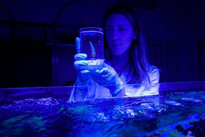 Emma Camp con una muestra de coral conservada para su análisis.