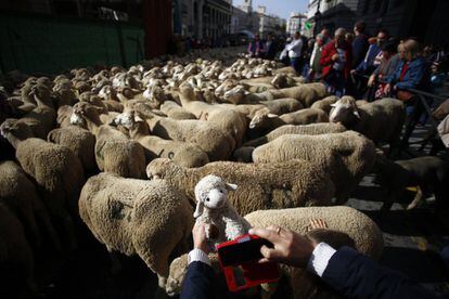Centenares de personas se agolparon en las aceras y se asomaron a los balcones para disparar las cámaras fotográficas y no perder detalle del paso de las ovejas y de las actuaciones de grupos venidos de lugares como Hermandad de Campo de Suso (Cantabria), Astorga (León) y Fuentepelayo (Segovia).